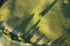 Grassland structures of a field and meadow landscape with tree shade in the district Località Il Colle in Trequanda in the state Siena, Italy