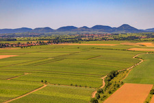 Riedgraben between vineyards to the edge of the Palatinate Forest in Essingen in the state Rhineland-Palatinate, Germany