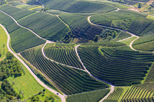 Steep vineyard slopes at Büchelbach in Kappelrodeck in the state Baden-Wuerttemberg, Germany