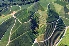 Aerial photograpy of Steep vineyard slopes at Büchelbach in Kappelrodeck in the state Baden-Wuerttemberg, Germany