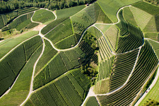 Fields of wine cultivation landscape in Kappelrodeck in the state Baden-Wurttemberg