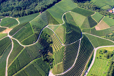 Oblique view of Steep vineyard slopes at Büchelbach in Kappelrodeck in the state Baden-Wuerttemberg, Germany