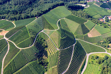 Steep vineyard slopes at Büchelbach in Kappelrodeck in the state Baden-Wuerttemberg, Germany from above