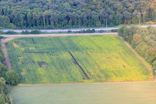 Aerial view of Otterbachtal, wild boar camp in the cornfield in Kandel in the state Rhineland-Palatinate, Germany