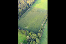 Aerial photograpy of Otterbachtal, wild boar camp in the cornfield in Kandel in the state Rhineland-Palatinate, Germany