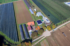 Aerial view of Holderbühlerhof pumpkin harvest in Kandel in the state Rhineland-Palatinate, Germany