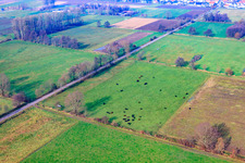 Cattle pasture in Minfeld in the state Rhineland-Palatinate, Germany