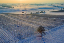 Vines in winter with snow in Dierbach in the state Rhineland-Palatinate, Germany