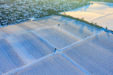 Winter work in the vineyards in the snow in Freckenfeld in the state Rhineland-Palatinate, Germany