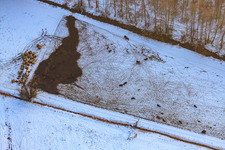 Cattle pasture in snow in winter in Minfeld in the state Rhineland-Palatinate, Germany