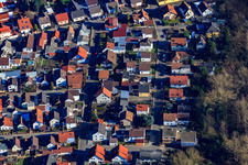 Cherry Avenue in Lingenfeld in the state Rhineland-Palatinate, Germany