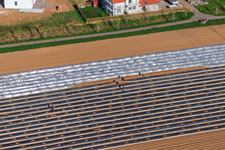 Palatinate asparagus harvest under silver or black foil in the district Mörlheim in Landau in der Pfalz in the state Rhineland-Palatinate, Germany