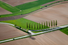 A row of trees along a country road at the edge of a field in Seebach in the district Altenstadt in Wissembourg in the state Bas-Rhin, France