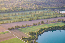 Rows of poplars in Durmersheim in the state Baden-Wuerttemberg, Germany