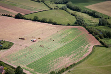 Vegetable harvest at Ripple in Ripple in the state England, Great Britain