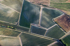 Vineyard landscape of the wine-growing areas in Abbadia in Montepulciano in the state Siena, Italy