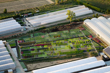 Aerial view of Nursery flower cultivation perennial borders in Bigguro in Castiglion Fiorentino in the state Arezzo, Italy