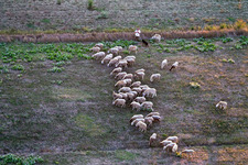 Meadow pasture with sheep - flock and shepherd in Castroncello in Castiglion Fiorentino in the state Arezzo, Italy