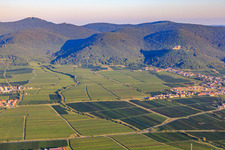 Wine-growing village from the southeast below Hambach Castle on the edge of the Haardt in the Palatinate Forest in the morning light in the district Diedesfeld in Neustadt an der Weinstraße in the state Rhineland-Palatinate, Germany