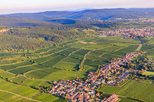 Jesuitenmantel and Forster Pechstein vineyards on the edge of the Haardt in the Palatinate Forest in the morning light in Forst an der Weinstraße in the state Rhineland-Palatinate, Germany