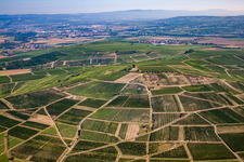 Johanneshof/Korell winery on Bosenberg in Pfaffen-Schwabenheim in the state Rhineland-Palatinate, Germany