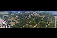 Vineyards between Birnbach and Schleidgraben in Landau in der Pfalz in the state Rhineland-Palatinate, Germany