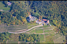 Aerial view of Hornberg Castle above steep vineyards in Neckarzimmern in the state Baden-Wuerttemberg, Germany