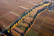 Autumnly Rows of trees on a wine yard in Knoeringen in the state Rhineland-Palatinate