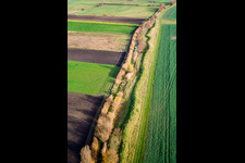 Willows at Kohlbachgraben in Hockenheim in the state Baden-Wuerttemberg, Germany