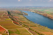 Riparian zones with wine yards on the course of the Rhine river in the district Rothenberg in Nackenheim in the state Rhineland-Palatinate, Germany