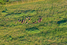Red deer enclosure in Hergersweiler in the state Rhineland-Palatinate, Germany