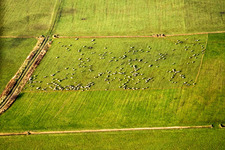 Sheep pasture in Offenbach an der Queich in the state Rhineland-Palatinate, Germany