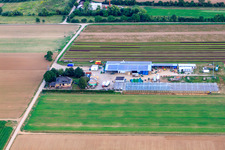 Krebs Günter Vegetable Growing Draishof in Weingarten in the state Rhineland-Palatinate, Germany