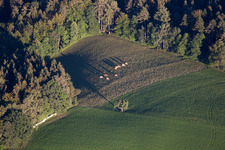 Pasture with the good Odenwald dairy cows in the district Siedelsbrunn in Wald-Michelbach in the state Hesse, Germany