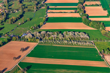 TSV Venningen-Fischlingen 1913 eV in Venningen in the state Rhineland-Palatinate, Germany