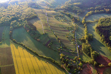 Vineyards in the Kraichgau at the Efeldrichwald in Sulzfeld in the state Baden-Wuerttemberg, Germany