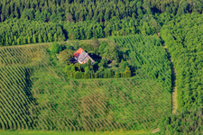 Fruit plantation at the edge of the forest in the district Ruhestetten in Wald in the state Baden-Wuerttemberg, Germany