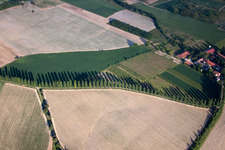 Row of trees in a field edge in Karlsruhe in the state Baden-Wurttemberg