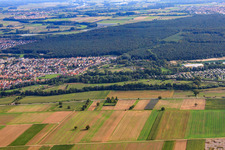 Mhou ostrich farm at the leisure center in Rülzheim in the state Rhineland-Palatinate, Germany