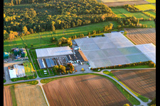 Greenhouses of Rudolf Sinn Jungpflanzen GmbH & Co. KG in the district Niederlustadt in Lustadt in the state Rhineland-Palatinate, Germany