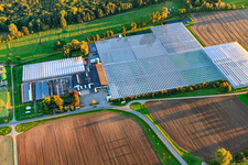 Aerial photograpy of Greenhouses of Rudolf Sinn Jungpflanzen GmbH & Co. KG in the district Niederlustadt in Lustadt in the state Rhineland-Palatinate, Germany