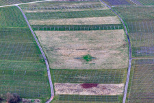Aerial photograpy of Cleared vineyard in Ilbesheim bei Landau in the state Rhineland-Palatinate, Germany
