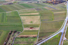 Oblique view of Cleared vineyard in Ilbesheim bei Landau in the state Rhineland-Palatinate, Germany