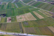 Cleared vineyard in Ilbesheim bei Landau in the state Rhineland-Palatinate, Germany out of the air