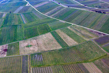 Cleared vineyard in Ilbesheim bei Landau in the state Rhineland-Palatinate, Germany seen from above