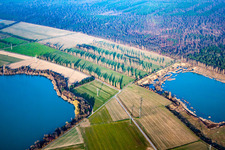 Aerial photograpy of Rows of poplars between fields in Durmersheim in the state Baden-Wuerttemberg, Germany