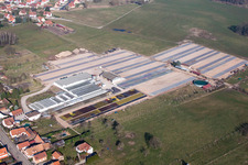 Tree culture of Les Cultures Florales d'Alsace - Ets Richter in Walbourg in Grand Est, France