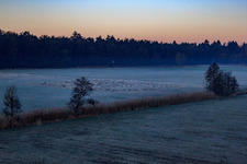 Aerial photograpy of Neugraben in the Otterbach lowlands in the morning mist in Freckenfeld in the state Rhineland-Palatinate, Germany