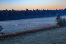 Oblique view of Neugraben in the Otterbach lowlands in the morning mist in Freckenfeld in the state Rhineland-Palatinate, Germany