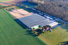 Greenhouses of Fehmel Gemüse in the district Dreihof in Essingen in the state Rhineland-Palatinate, Germany